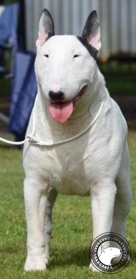 BULROARUS MIGHT N POWER